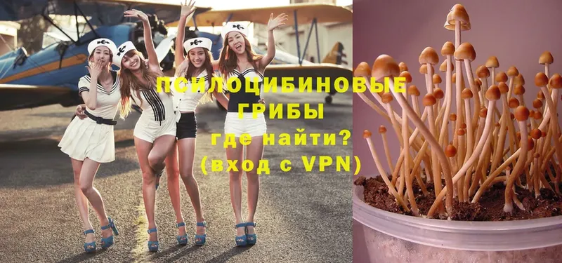 Галлюциногенные грибы Psilocybe Горнозаводск